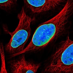 C6orf141 Antibody, Novus Biologicals:Antibodies:Primary Antibodies